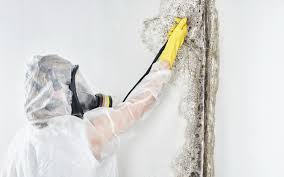 Best Biohazard Mold Removal  in Santa Clarita, CA